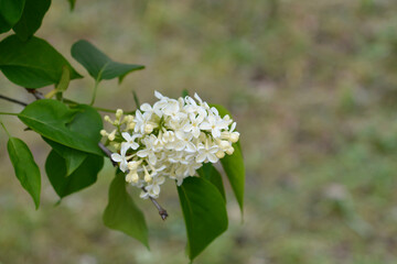 Lilac Primrose flowers