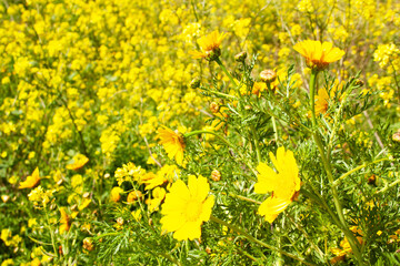 Yellow spring flowers in the field. sunny day