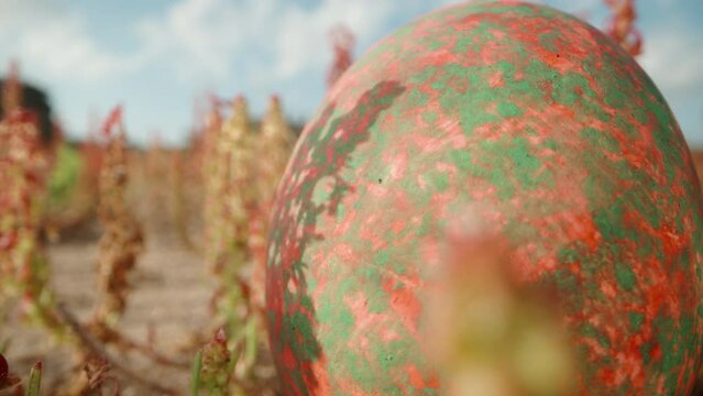 Easter Red Egg Hidden in Red Flowers Under a Blue Sky. Searches in the Forest. Dolly slider extreme close-up.