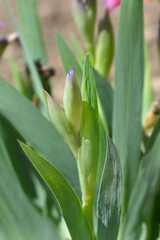 Standard Dwarf Bearded Iris Little Rosy Wings flower bud