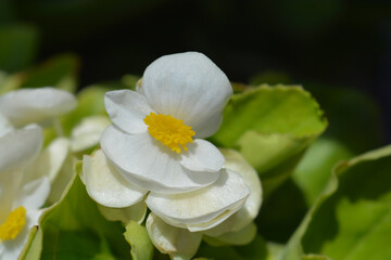 Wax begonia white flower