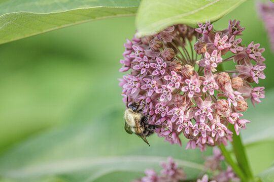 Confusing Bumble Bee, Bombus perplexus, nectarine on Common Milkweed, Asclepias syriaca