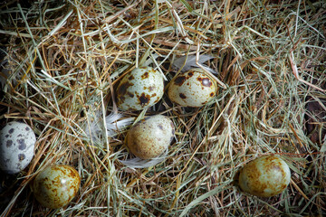 Fresh quail eggs in a nest of dried grass blades. A tasty ingredient for preparing any healthy food.