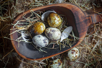 Fresh quail eggs in a nest of dried grass blades. A tasty ingredient for preparing any healthy food.
