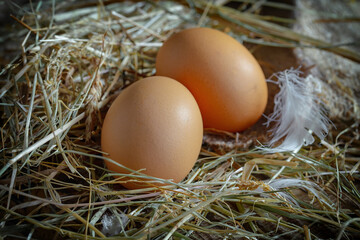 Chicken eggs, in a nest of feathered blades of grass, on an old background.