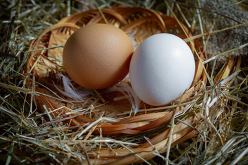 Quail eggs, raw, against the background of dry grass