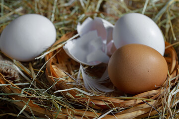Fresh chicken eggs in a nest of dried grass blades. A tasty ingredient for preparing any healthy food.