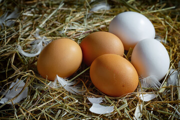 Fresh chicken eggs in a nest of dried grass blades. A tasty ingredient for preparing any healthy food.