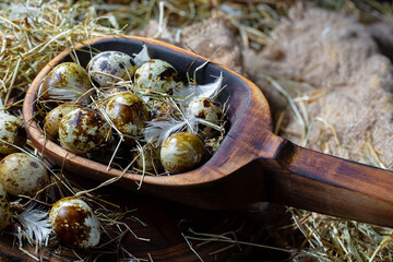 Quail eggs, raw, against the background of dry grass