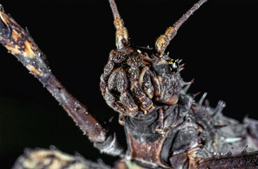 Portrait of a Thorny Devil Stick Insect (Eurycantha calcarata)