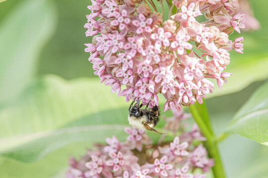 Confusing Bumble Bee, Bombus perplexus, nectarine on Common Milkweed, Asclepias syriaca