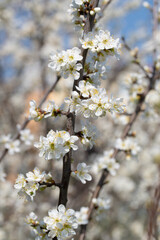 Bl&uuml;hende Wilde Mirabelle, Prunus cerasifera, im Fr&uuml;hling
