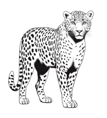  a black and white drawing of a cheetah © ion
