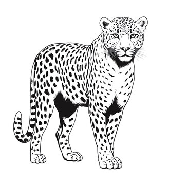 a black and white drawing of a cheetah