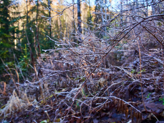 Winter forest covered with ice.