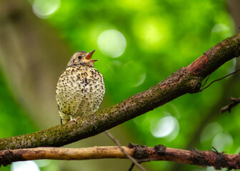 Song Thrush (Turdus philomelos) Outdoors