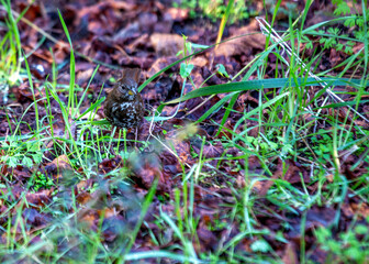 Fox Sparrow (Passerella iliaca) Outdoors
