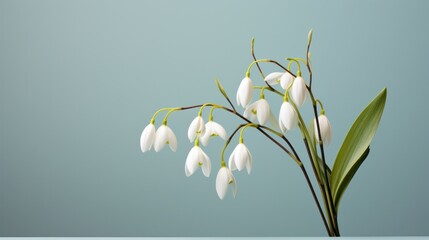 Fototapeta premium A bouquet of snowdrops, with delicate white flowers, embodying purity and the joy of early spring. 