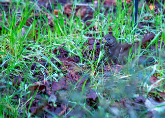 Fox Sparrow (Passerella iliaca) Outdoors