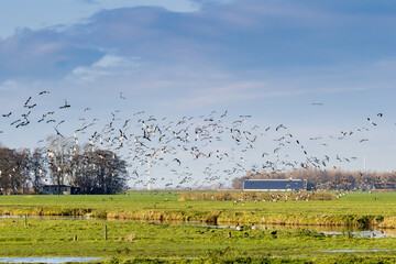 Sunny polder landscape Zaanse Rietveld near the Dutch city of Alphen aan den Rijn with blue sky and...