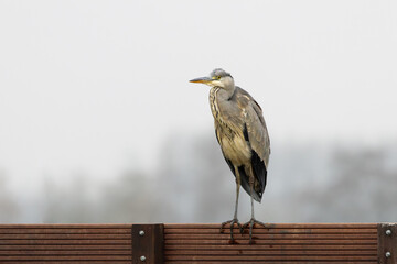 Beautiful portrait of an observant with eye contact Gray Heron, Ardea cinerea, standing on a wooden...