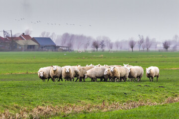 Fototapeta premium A flock of sheep during a violent storm with heavy rain and their butts against the wind in a beautiful green polder landscape in the Groene Hart in the Dutch province of South Holland