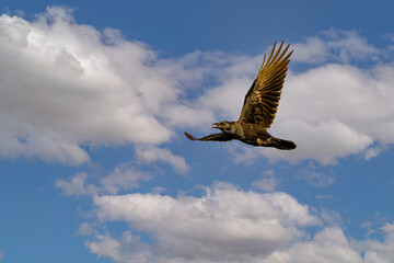 Close up of a flying adult Raven, Corvus corax, above the stream valley of the Rolder Diep in the Dutch province of Drenthe against a background of clear sky