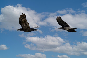 Close up of two flying adult Ravens, Corvus corax, above the stream valley of the Rolder Diep in the Dutch province of Drenthe against a background of blue sky with cumulus clouds