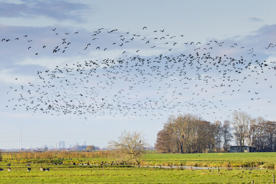 Sunny polder landscape Zaanse Rietveld near the Dutch city of Alphen aan den Rijn with blue sky and veil clouds with large flocks of migratory Lapwings, Vanellus vanellus, for autumn migration