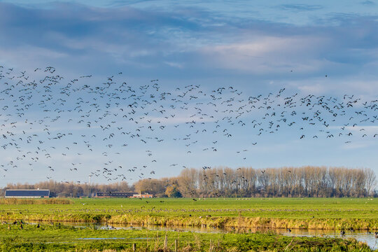 Sunny polder landscape Zaanse Rietveld near the Dutch city of Alphen aan den Rijn with blue sky and veil clouds with large flocks of migratory Lapwings, Vanellus vanellus, for autumn migration