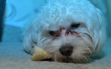 portrait of a white dog