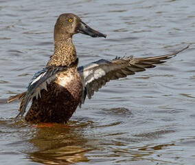 The northern shoveler Spatula clypeata is a common and widespread duck in aiguamolls emporda girona spain