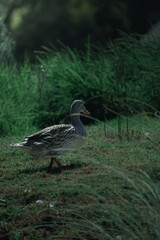 duck in the pond