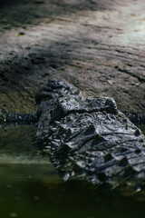 crocodile in the water