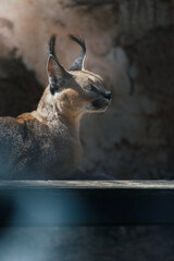 caracal in the zoo
