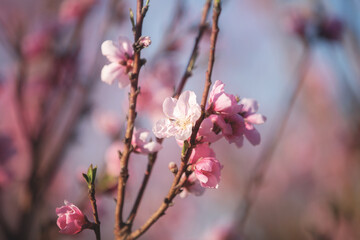 Peach Blossom, against a blue sky, Veroia, Greece. Close-up picture of beautiful pink peach flowers.