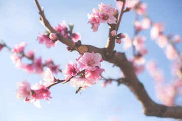 Peach Blossom, against a blue sky, Veroia, Greece. Close-up picture of beautiful pink peach flowers.