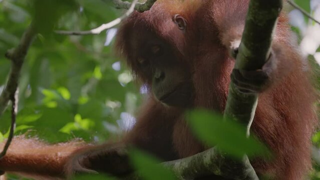 a close up of a female orangutan looking around  in a rainforest tree of gunung leuser national park on sumatra, indonesia