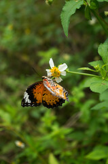 butterfly on leaf