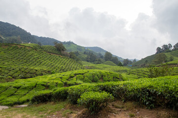 Lush green tea plantation with rolling hills under a cloudy sky