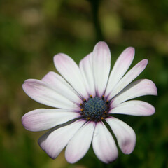 pink daisy flower