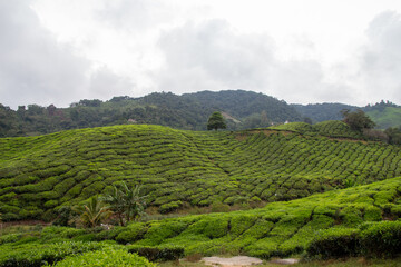 Rolling hills of a lush green tea plantation under an overcast sky