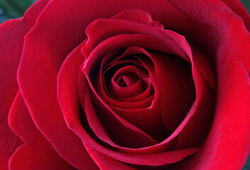 red rose closeup