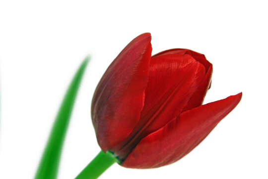 red tulip isolated on white