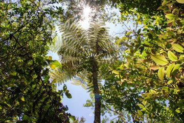 Sunlight filtering through the lush canopy of a dense forest