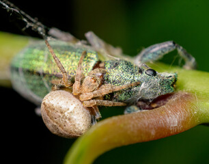 Araña alimentándose de bicho, escarabajo verde