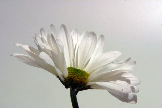 close up of white daisy