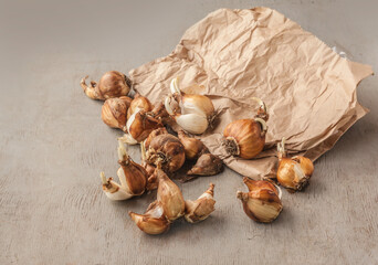 Daffodil bulbs near a paper bag on a gray table before planting in the garden in autumn