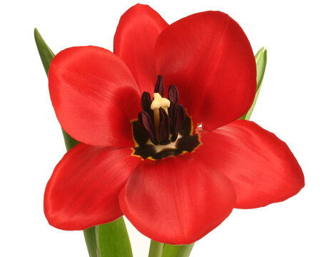 red tulip isolated on white