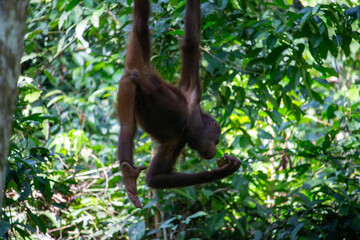 An orangutan swinging gracefully through the lush greenery of the jungle.
